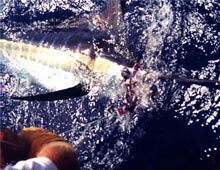 Tagged Marlin